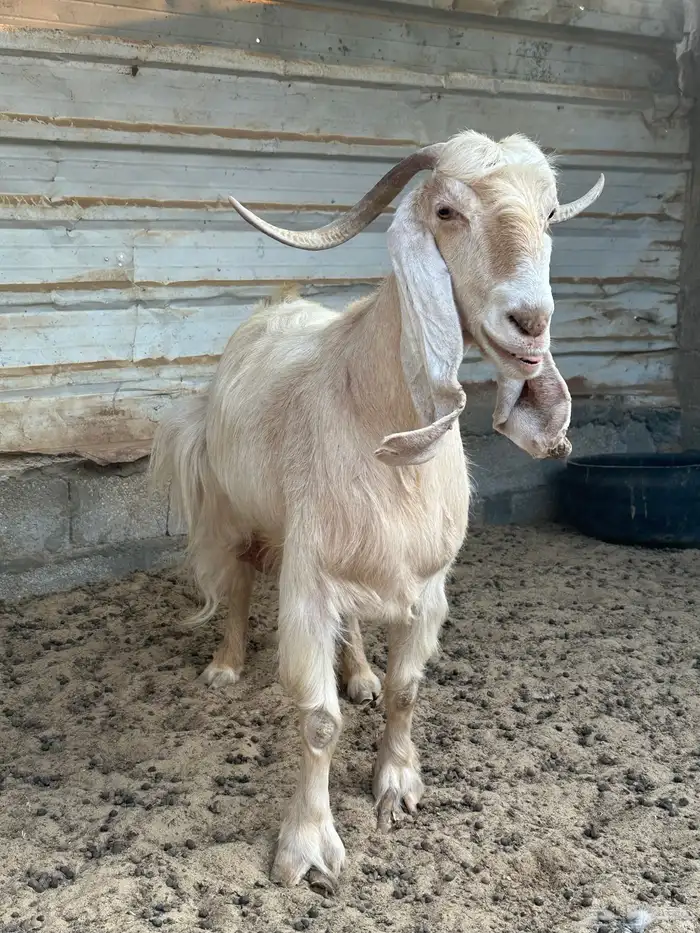 معزا عارضية فاخرة 2