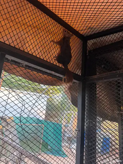 سناجب للبيع index