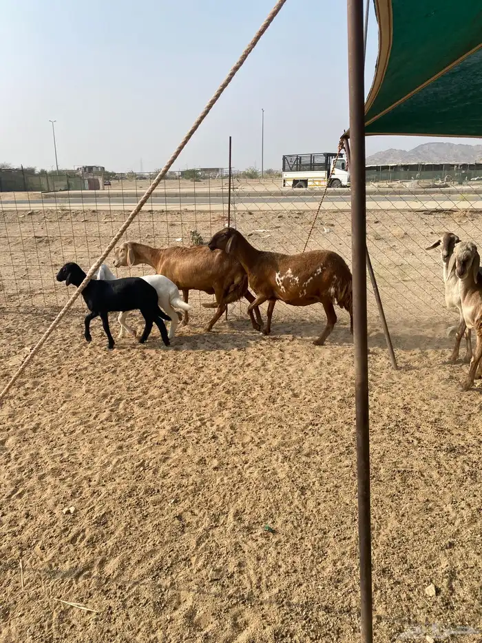 ضان سواكن خلفات 7