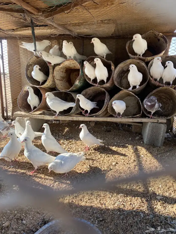 للبيع حمام فرنسي جامبو 2