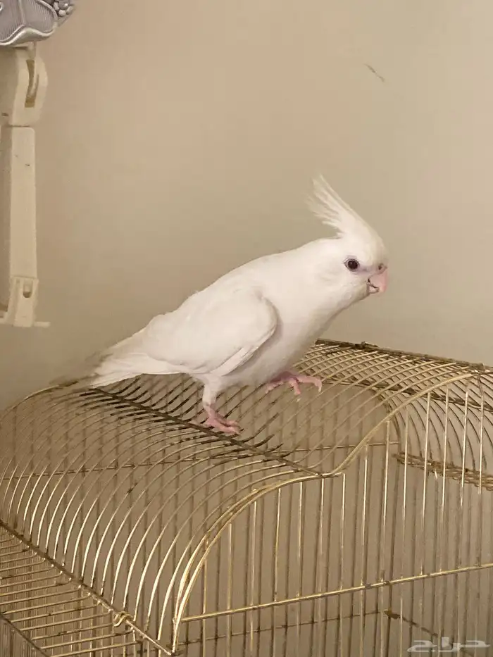 ببغاء كروان 2