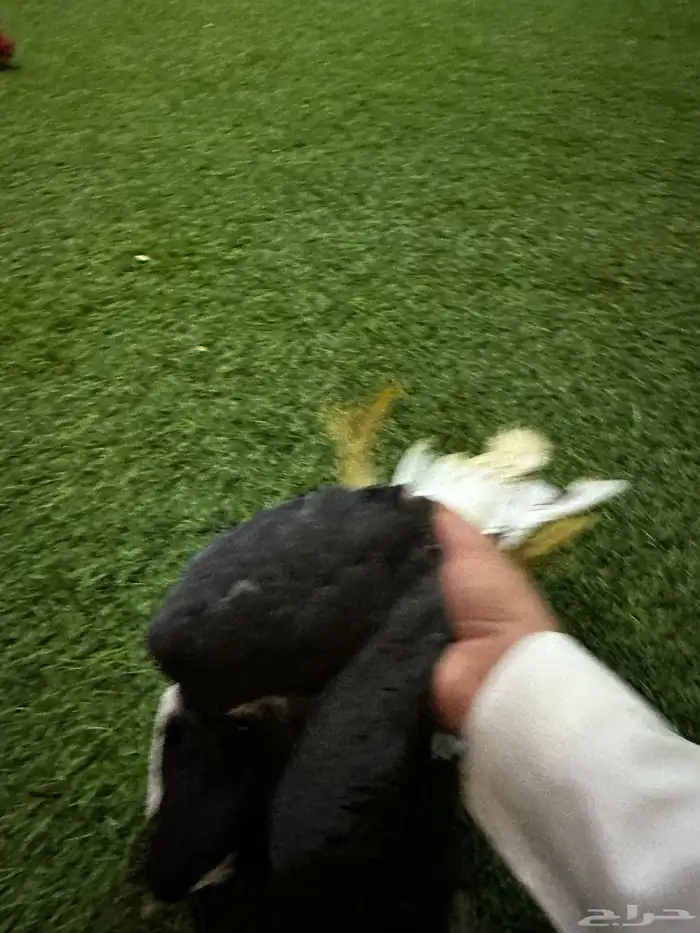 حمام زينه منتج نفاخ 2