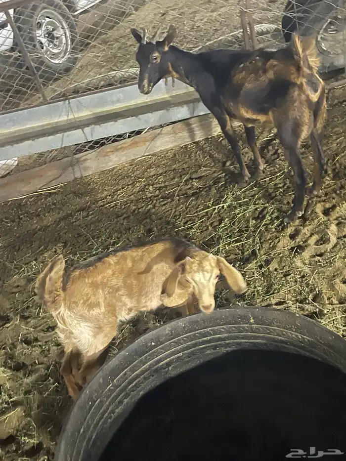 معزا ثلاث يتبعها ثلاث 3