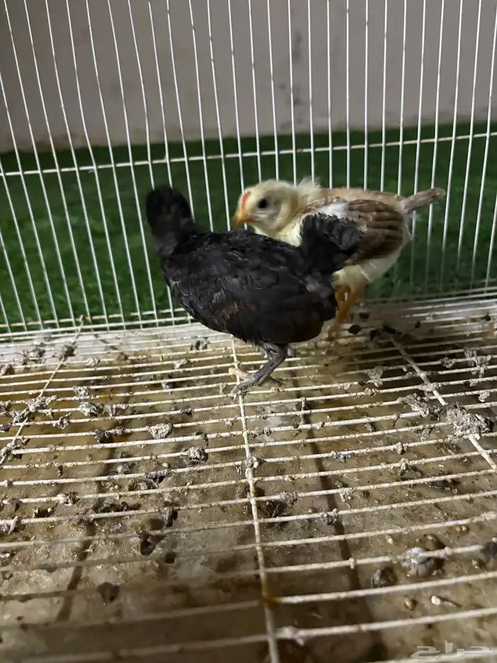 صوص دجاج بلدي 2