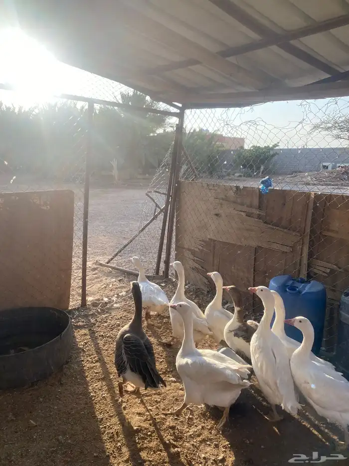 وز بلدي للبيع 4