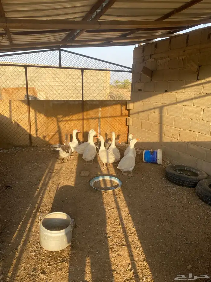 وز بلدي للبيع 9