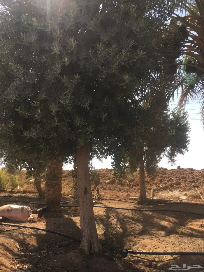اشجار زيتون شجر زيتون معمر 5