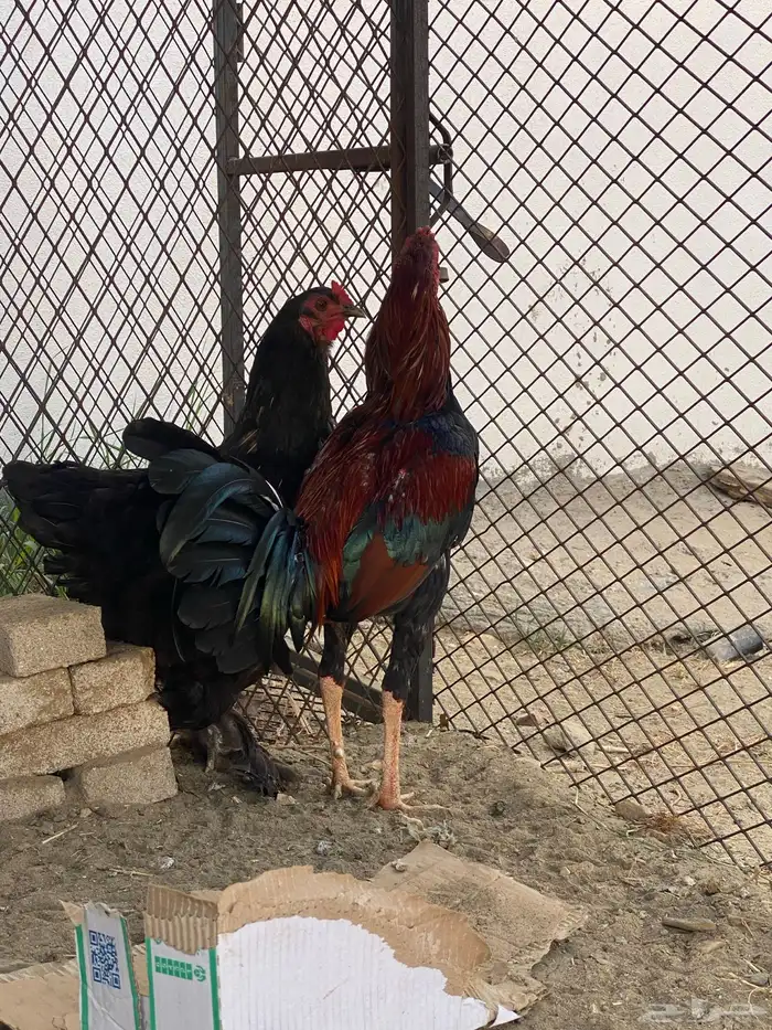 ديك باكستاني ودجاجه براهما 2