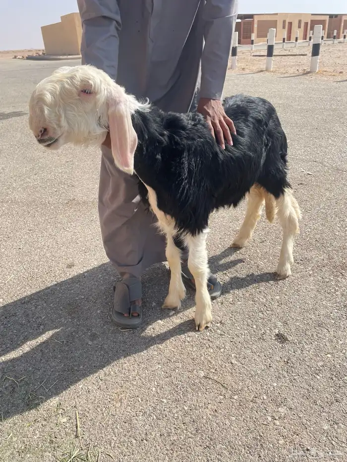 الرخال نجد صنف 3