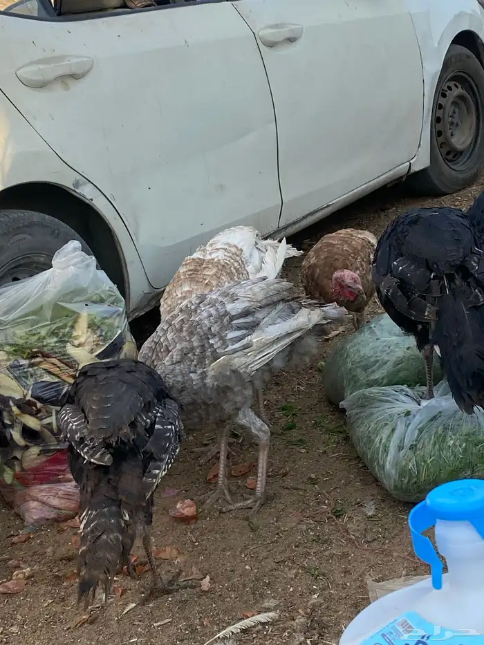 دجاج وديوك رومي 1