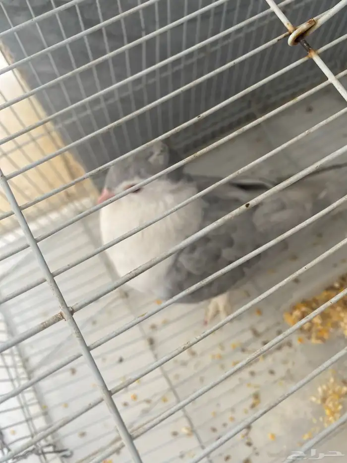 انثا شرزي اللون رصاصي شرط انتاج 100 100 علا السوم 2