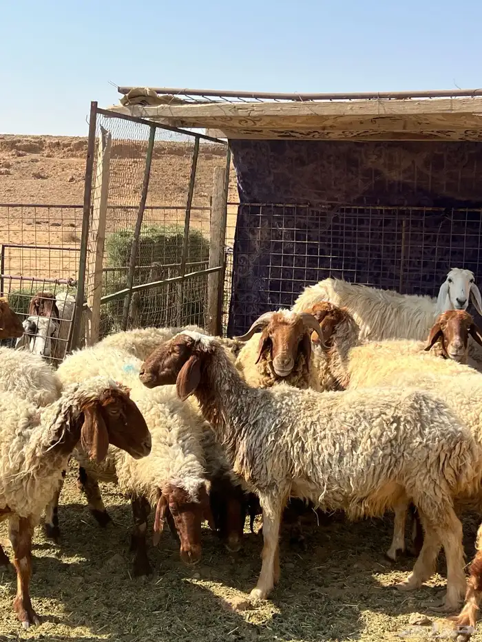 غنم نعيم مضاريع 13