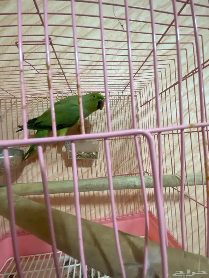 بغبغاء دره 1