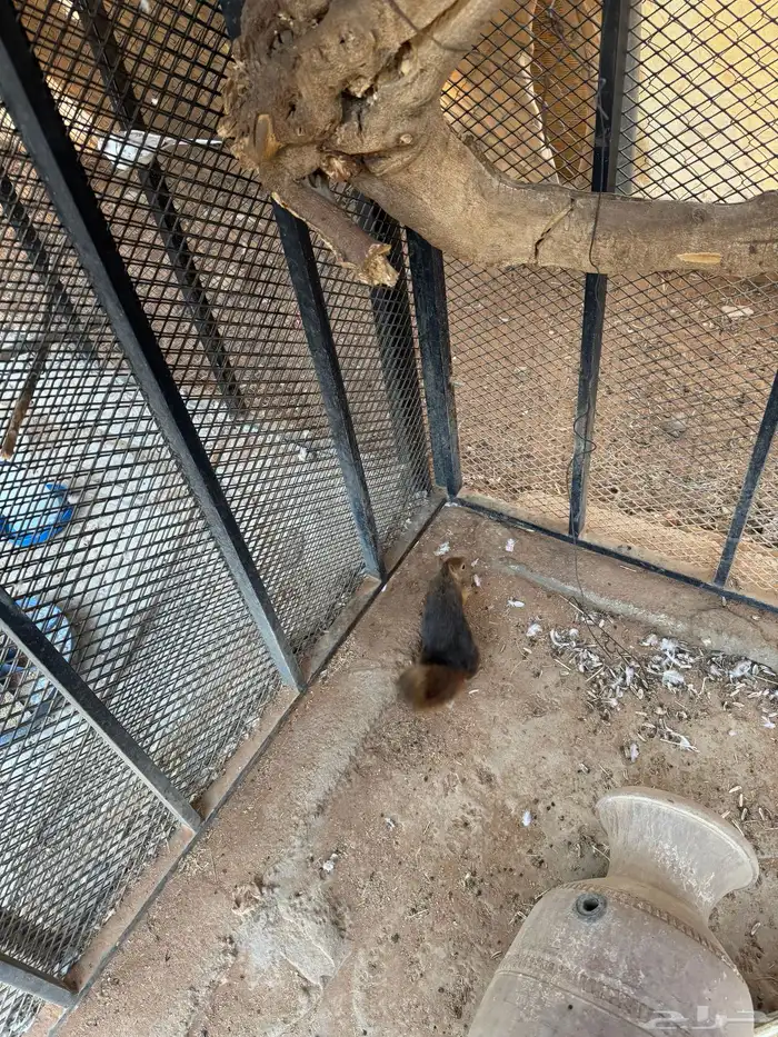 سناجب للبيع 2