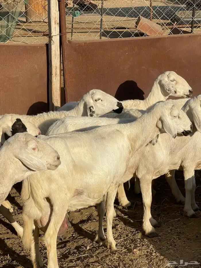 ضان دفع بفحلها شعره قصيره 2