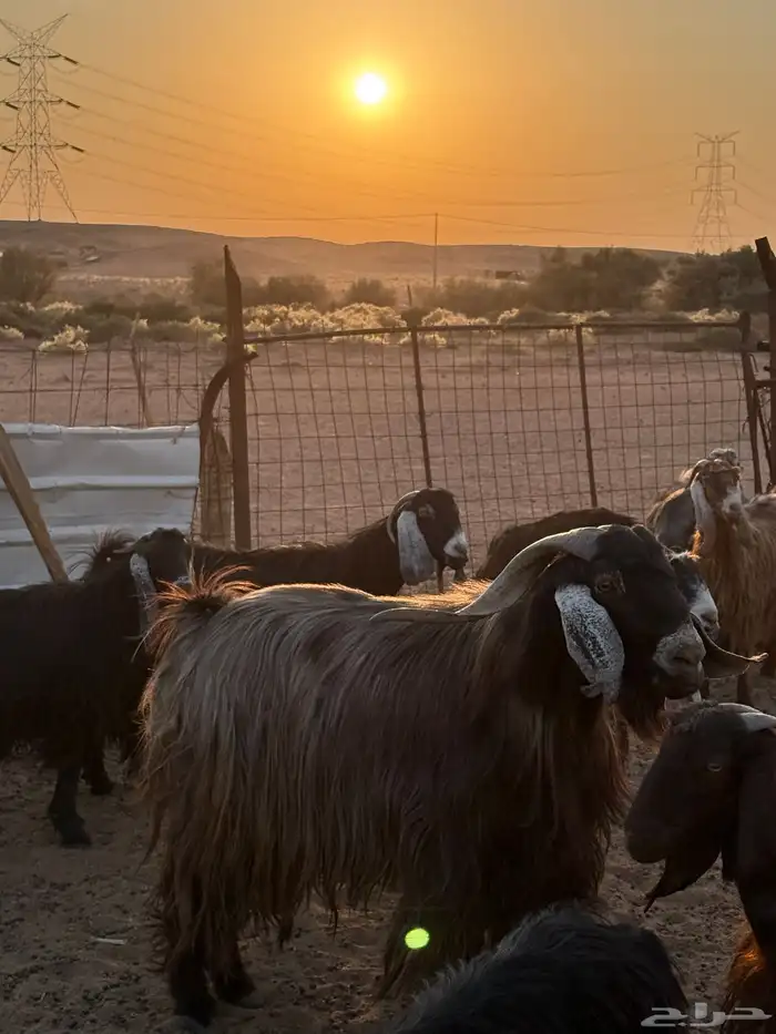 تبس فحل العمر 5 سنوات 0