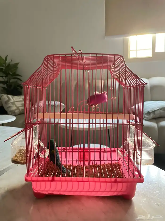 طيور و هامستر 0