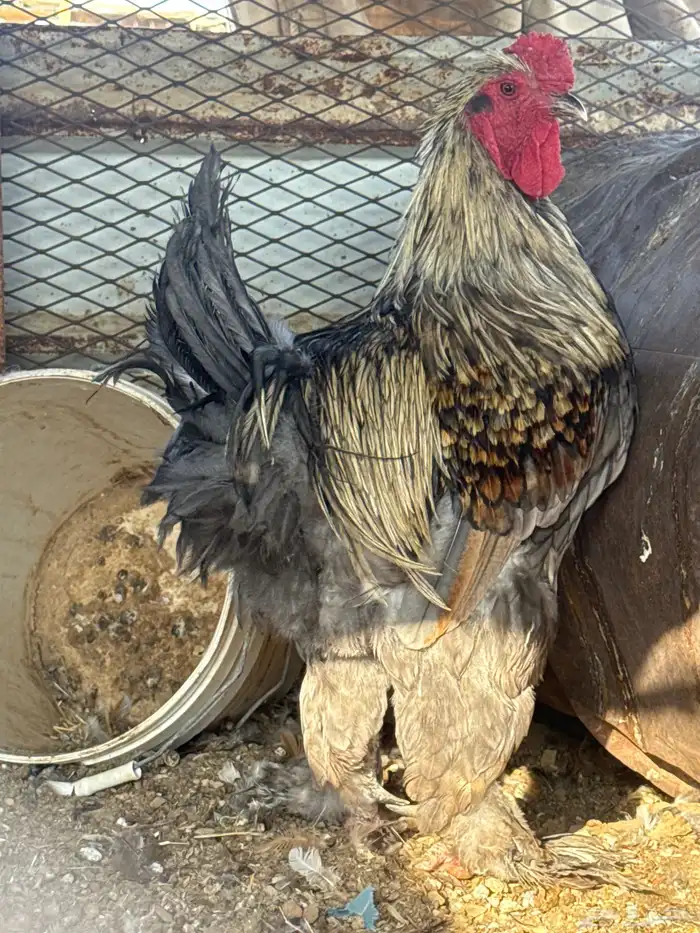 دجاج براهما 2 ديك 1دجاجه الصحه شرط 2