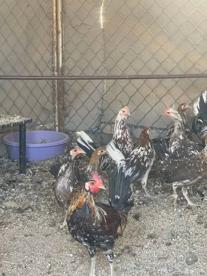 للبيع دجاج ماكنتوش حضان اصيل 3
