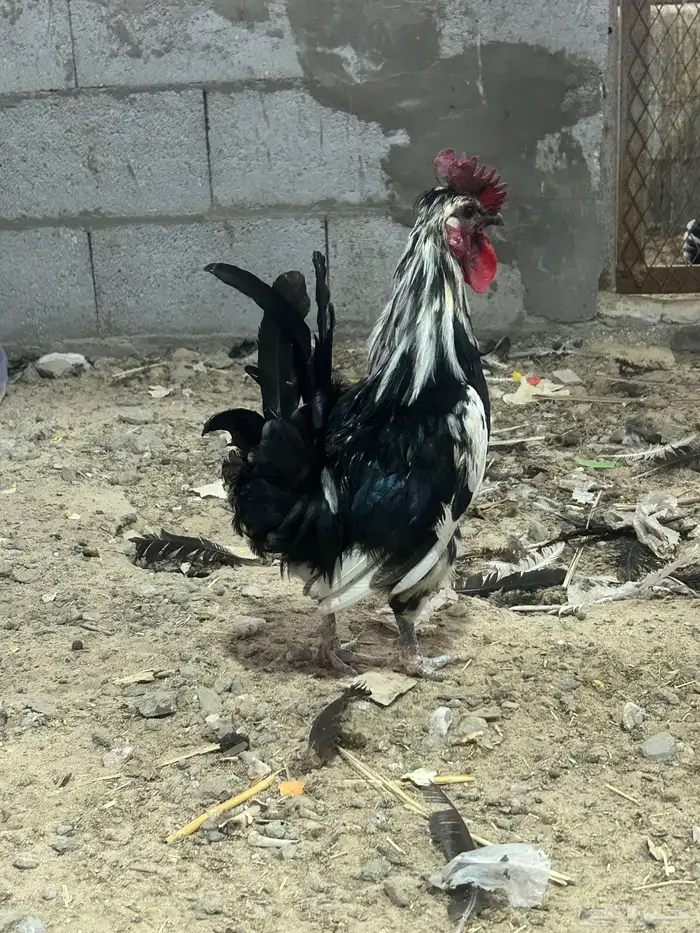 طقم دجاج بطريقي 0