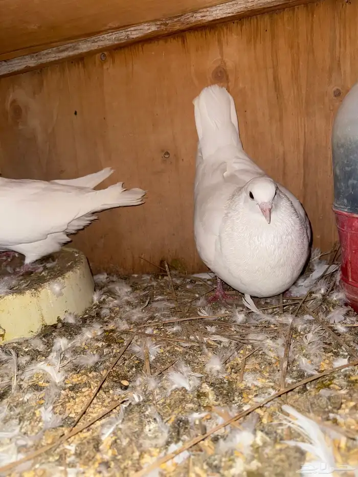 لواحم علا الشرط انتاج 2