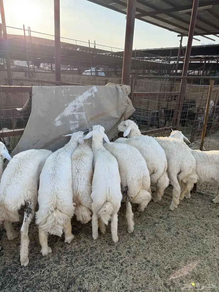 طليان وتيوس ذبايح نظيفه ع الشرط ( سلخ وتوصيل ) 4