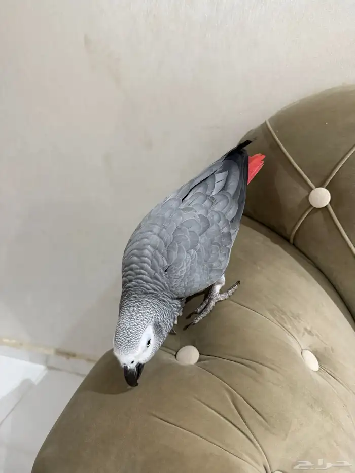 بغبغاء متكلم كاسكو 1