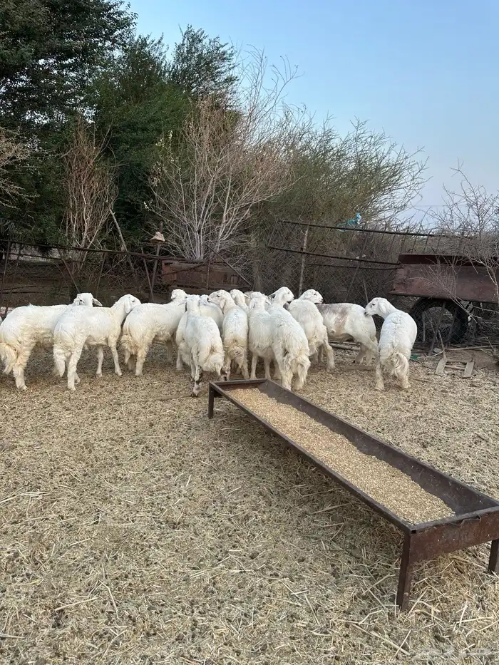 طليان للبيع 2