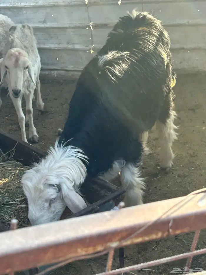 طلي جذع مشروع فحل صنف وحار عمره حول 8 شهور ونصف نجدي 1