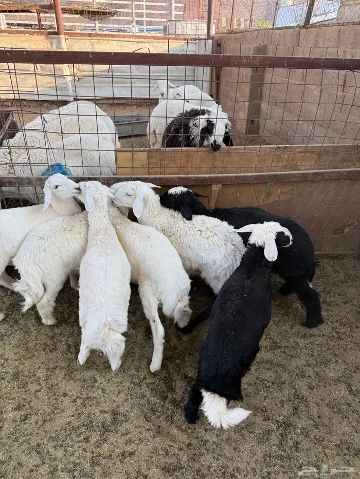 طليان وتيوس ذبائح نظيفه ع الشررط ( سلخ وتوصيل ) 3