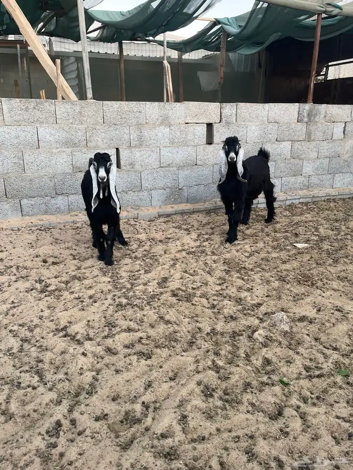 عدد2 تيوس عارضية طيبة للبيع 1