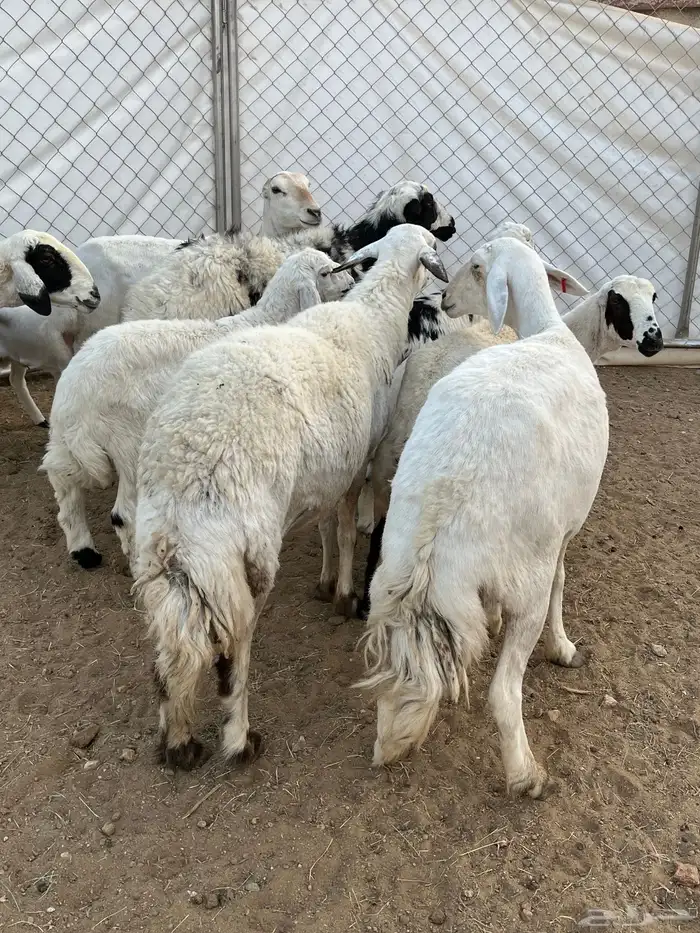 غنم ولد كفو تم البيع 2