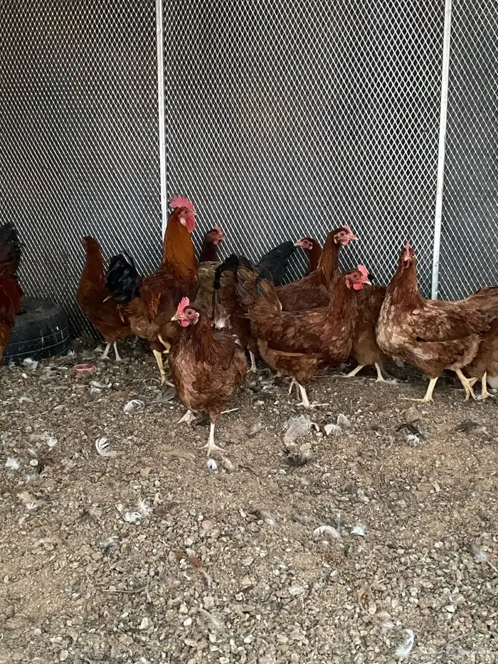 للبيع دجاج فرنسي 0
