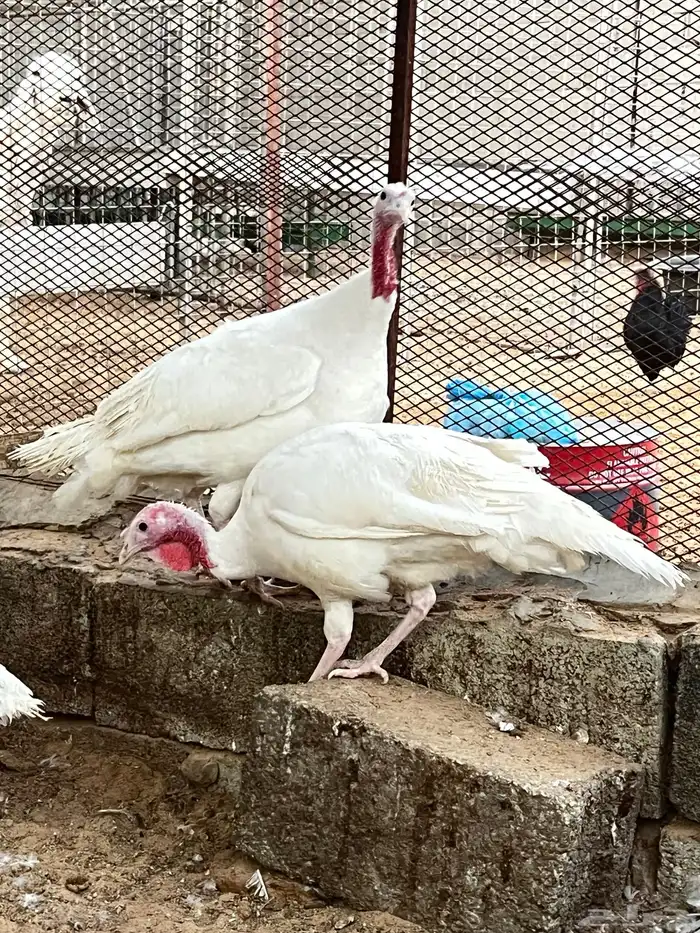 طقم رومي ابيض 0