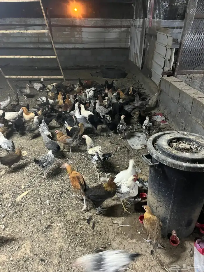 دومه الجندل 2