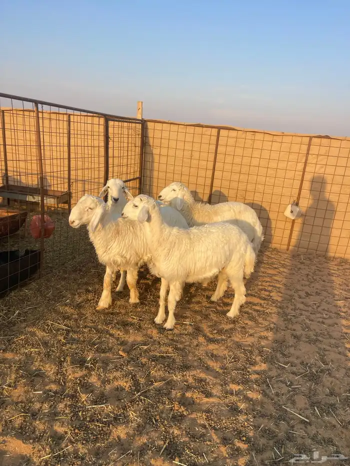 خرفان حريات تم البيع الله يبارك له 0