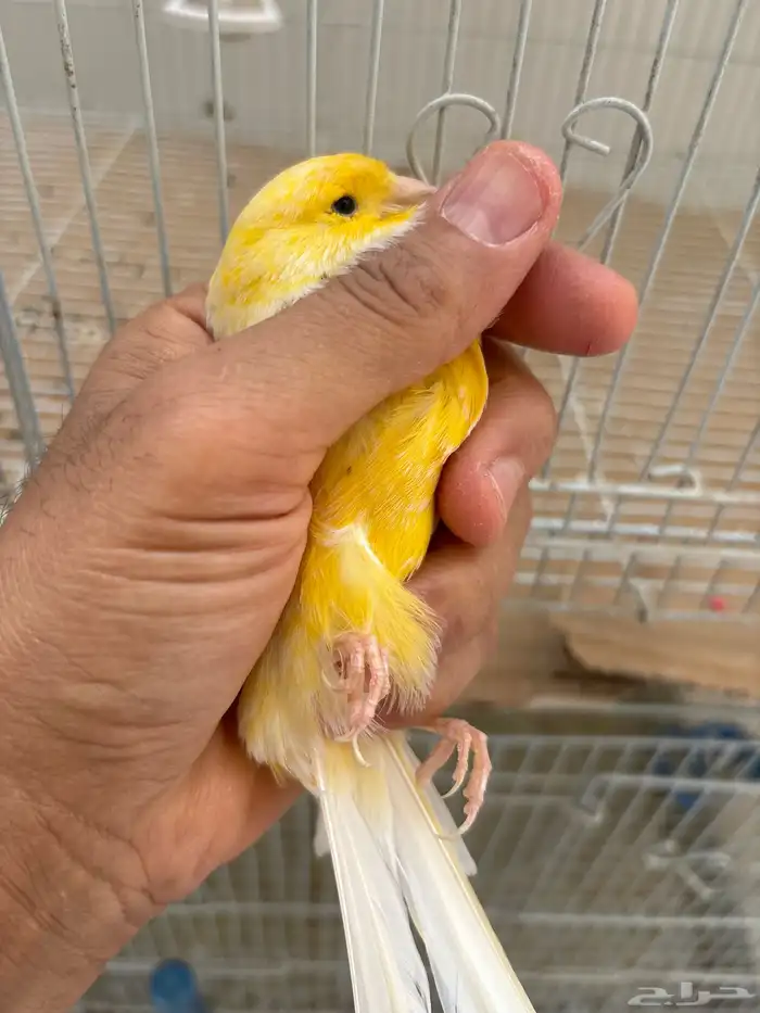 كناري جامبو 4