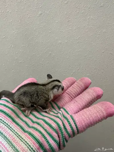 فرخ سنجاب للبيع index