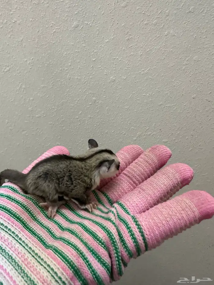 فرخ سنجاب للبيع 1