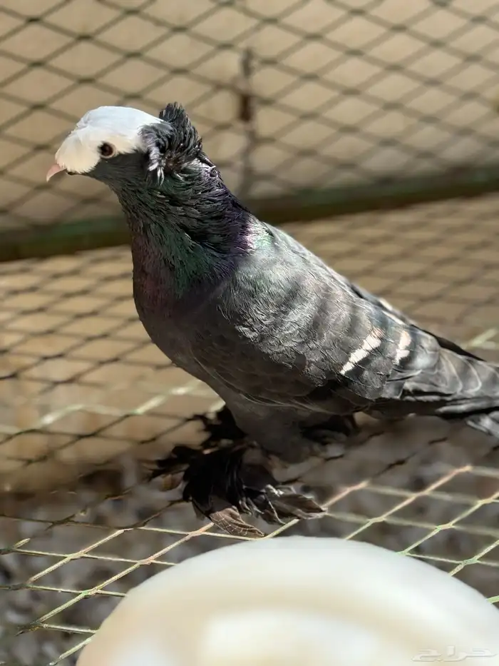 حمام ساكسون 8