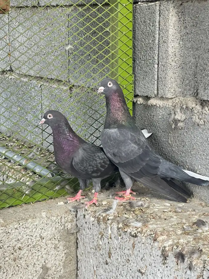 للبيع جوز قطيفي قلاب 0