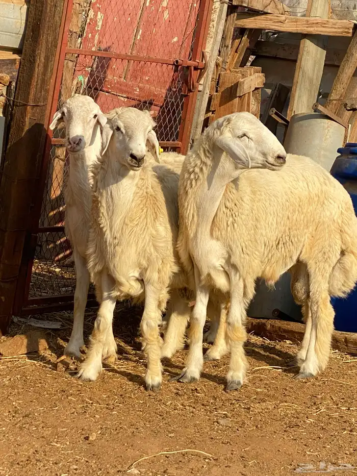 ذبائح بلدي للمناسبات والافراح تربية مو حلال والدي نظيفة 0