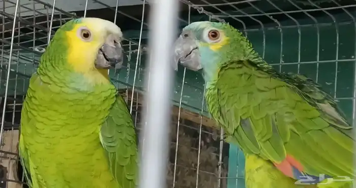 جوز امزوني بلوفرنتد الدرجه الثالثه 1