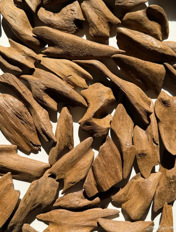 عود مروكي محسن كسر كبيره 2