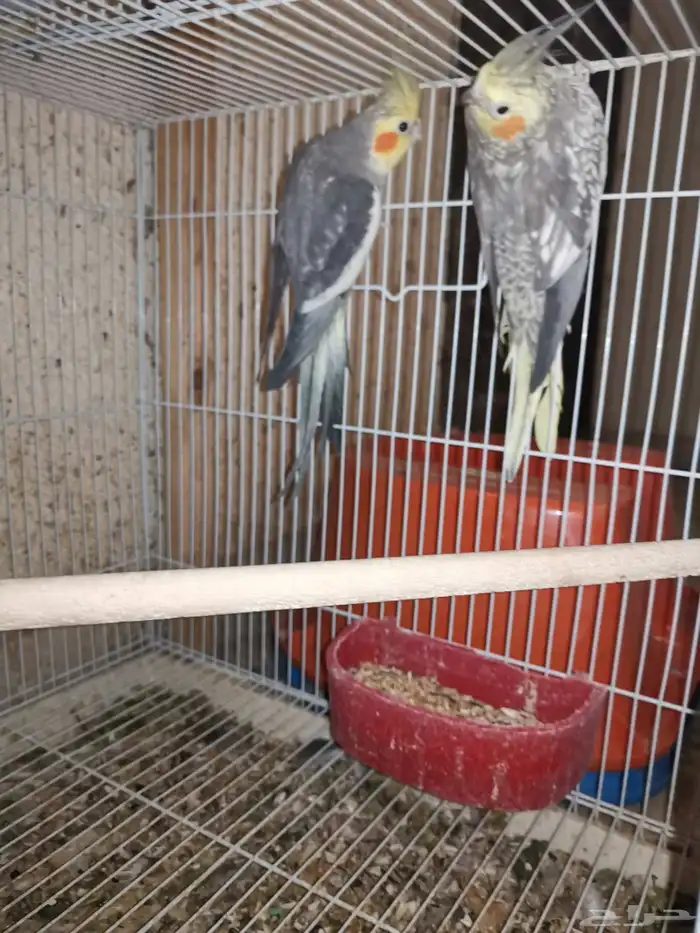 جوز كروان منتج. اليوم نزل اول بيضه 8