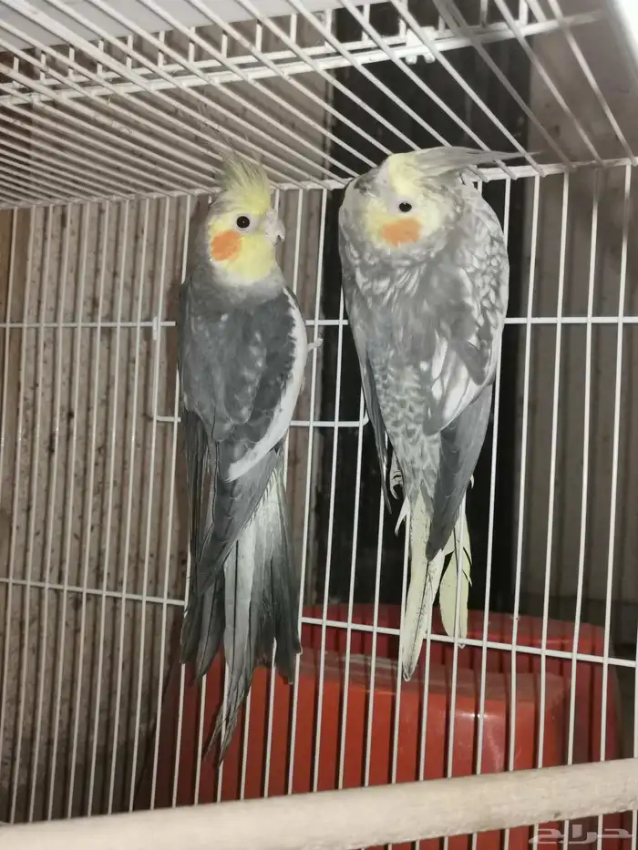 جوز كروان منتج. اليوم نزل اول بيضه 7