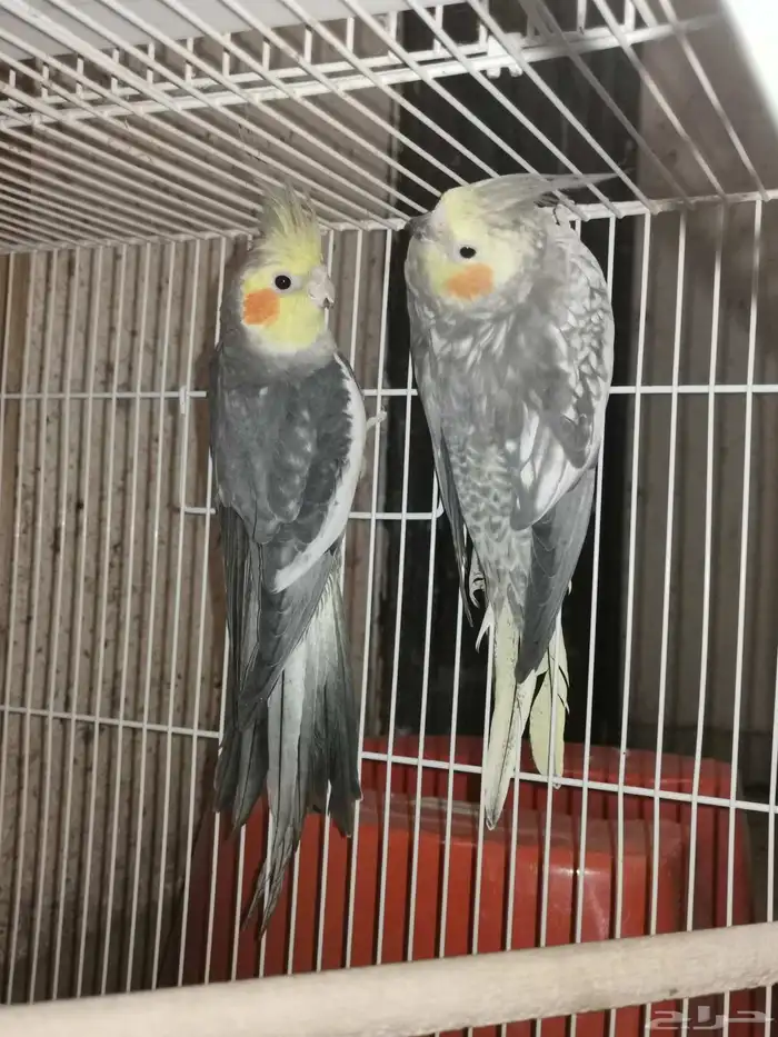 جوز كروان منتج. اليوم نزل اول بيضه 4