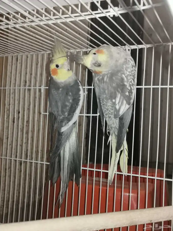 جوز كروان منتج. اليوم نزل اول بيضه 3