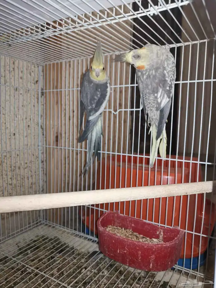 جوز كروان منتج. اليوم نزل اول بيضه 9