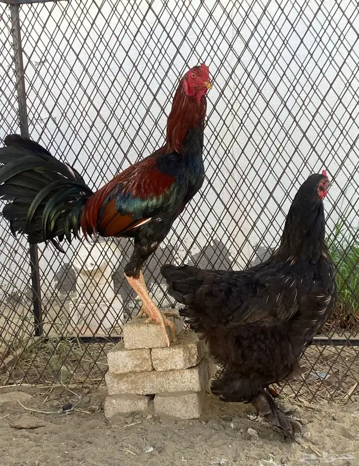 ديك باكستاني ودجاجه براهما 3